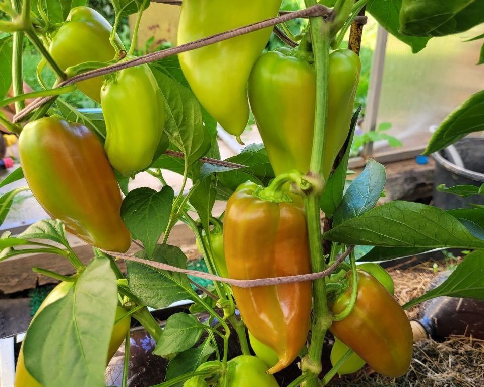 ��������� ������������ �����: ��� �������� �������� ������