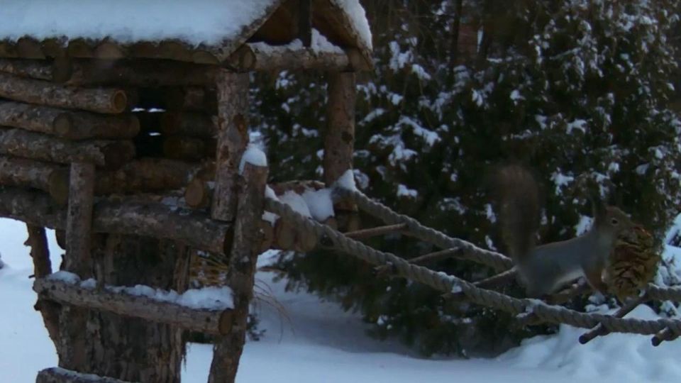 Белок в Йошкар-Оле обеспечили благоустроенными кормушками