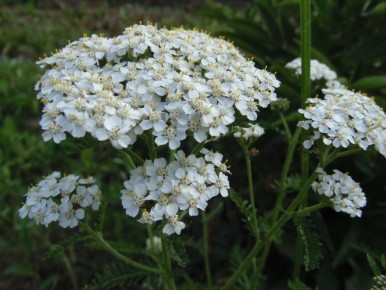 �������� ����: ��� ������������� �������� ��� �����������