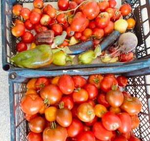 � ����������� �������� ���: �������, ������ � ������ � ��������� ���������