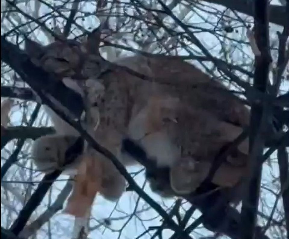 � ����������� ����� �� ����� ����������� � ����� � ���������� ��������