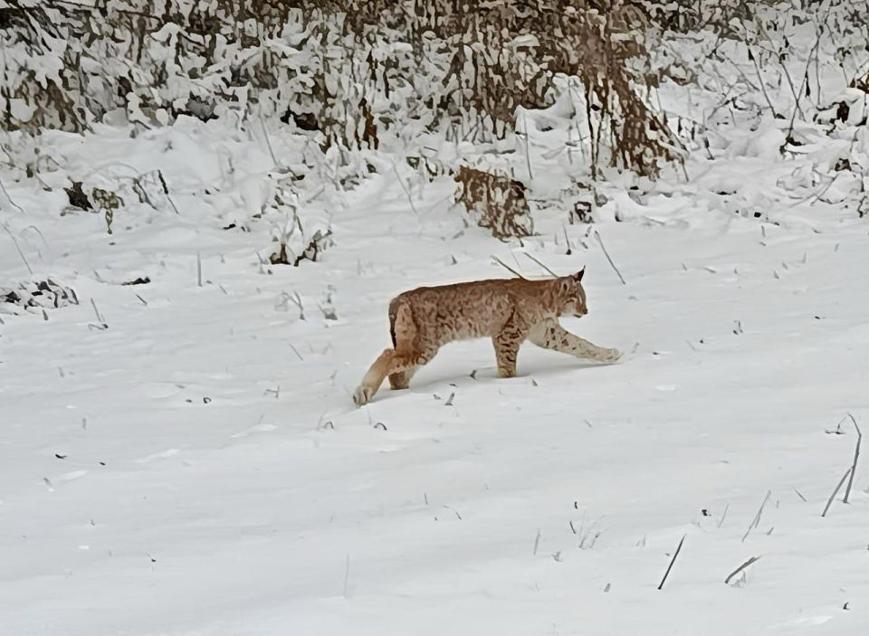 � ����������� ����� �� �� ���� ��������� ����� ����