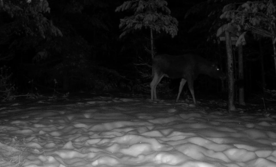 �����������, ������������� �� ���������� ����������� �������� �������, ������������� ����� ����� �����