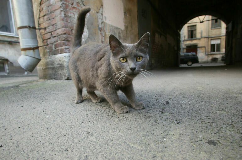 ����� ���������� � �������: ��������������� �� ������ ���������� �������� ��� ������ ��������