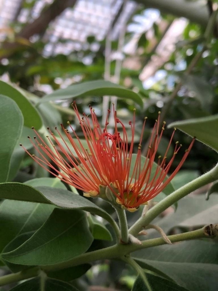 В оранжерее Ботанического сада-института Йошкар-Олы в конце декабря наступило необычное для российской зимы событие – начало цветения метросидероса высокого, известного как похутукава В оранжерее Ботанического сада-института Йошкар-Олы в конце декабря наступило необычное для российской зимы событие – начало цветения метросидероса высокого, известного как похутукава