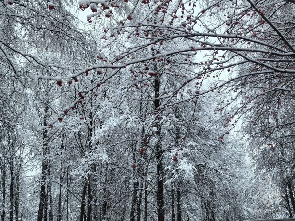 ������� �� � ������������ �� ������ 2026 ����