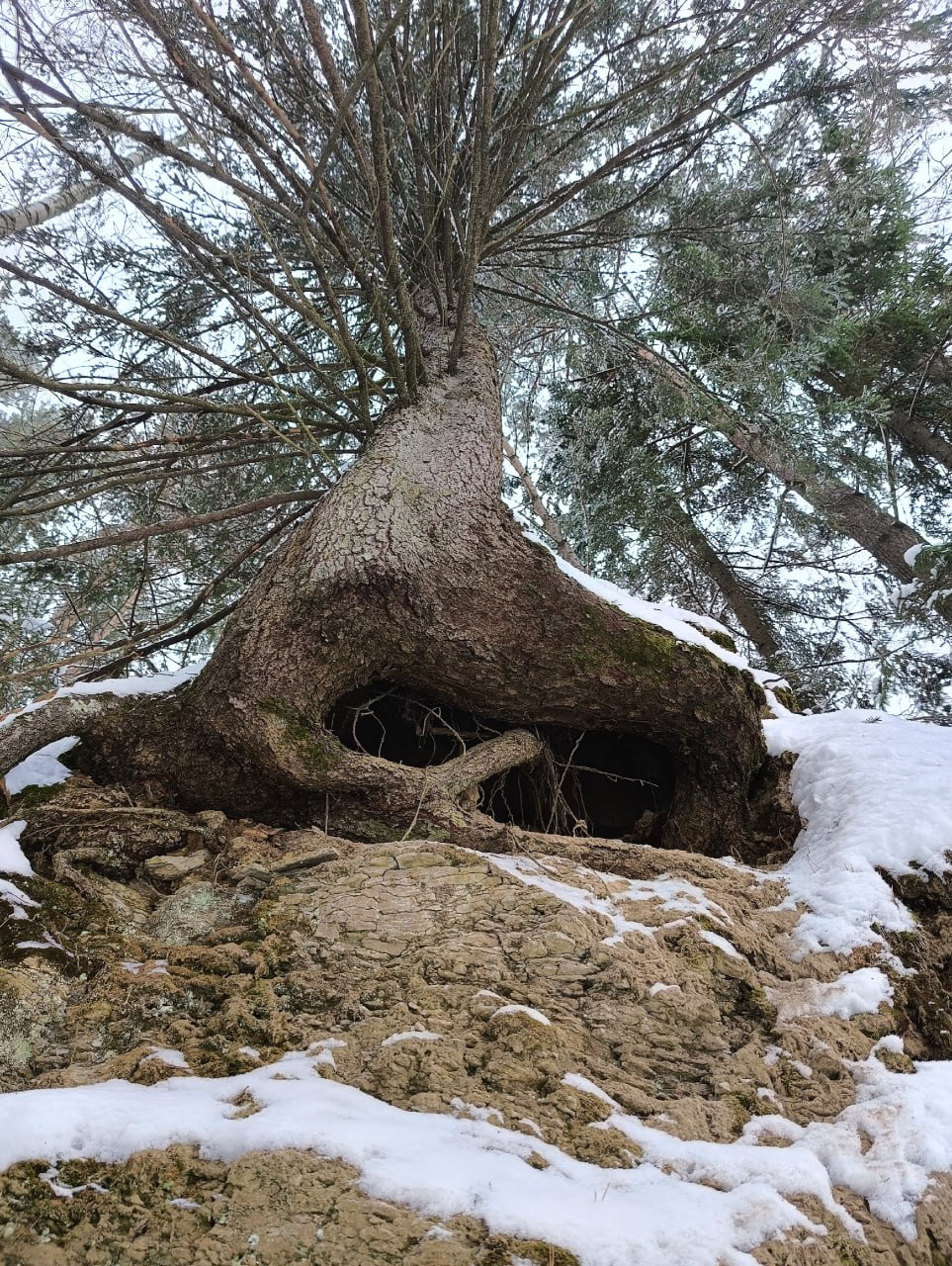 Ваши мечты может исполнить