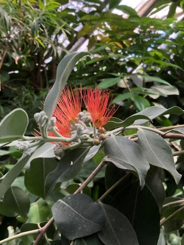 В оранжерее Ботанического сада-института Йошкар-Олы в конце декабря наступило необычное для российской зимы событие – начало цветения метросидероса высокого, известного как похутукава В оранжерее Ботанического сада-института Йошкар-Олы в конце декабря наступило необычное для российской зимы событие – начало цветения метросидероса высокого, известного как похутукава