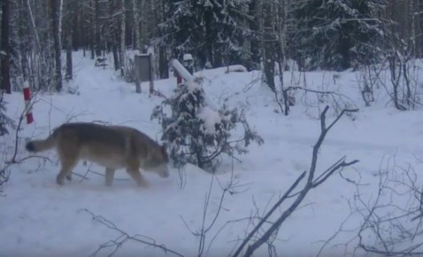 У марийской елки бродят волки