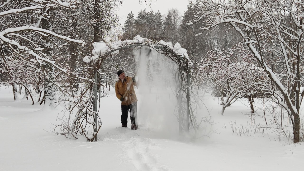 Освобождаем арки, изгороди и хвойники от снежного плена правильно Освобождаем арки, изгороди и хвойники от снежного плена правильно