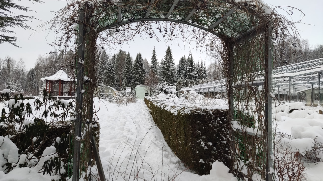Освобождаем арки, изгороди и хвойники от снежного плена правильно Освобождаем арки, изгороди и хвойники от снежного плена правильно
