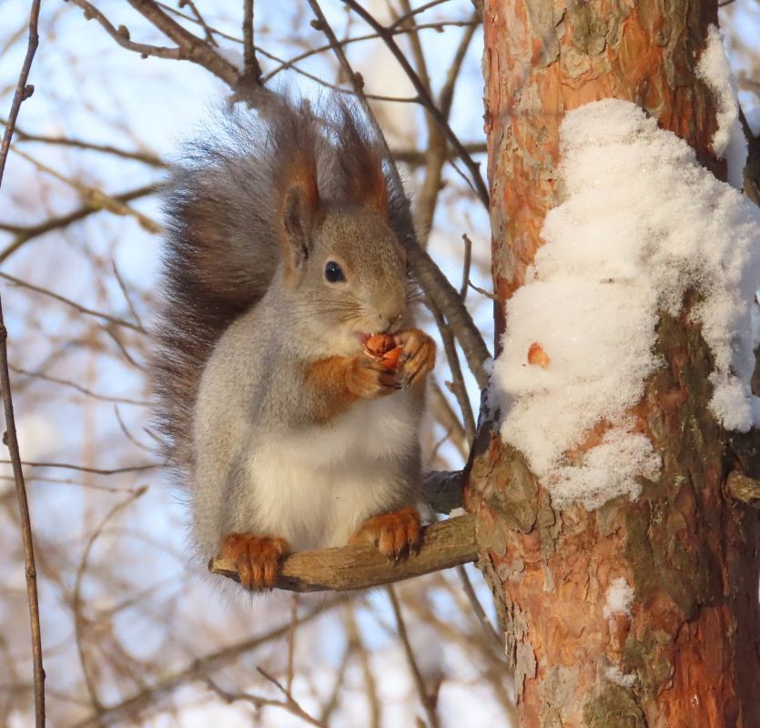 ���� - ��������� ����� ��� ����, ����� ������������ ���� ���������� �����������