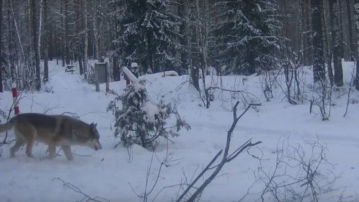 Возле можжевельников в лесах Марий Эл бродят волки