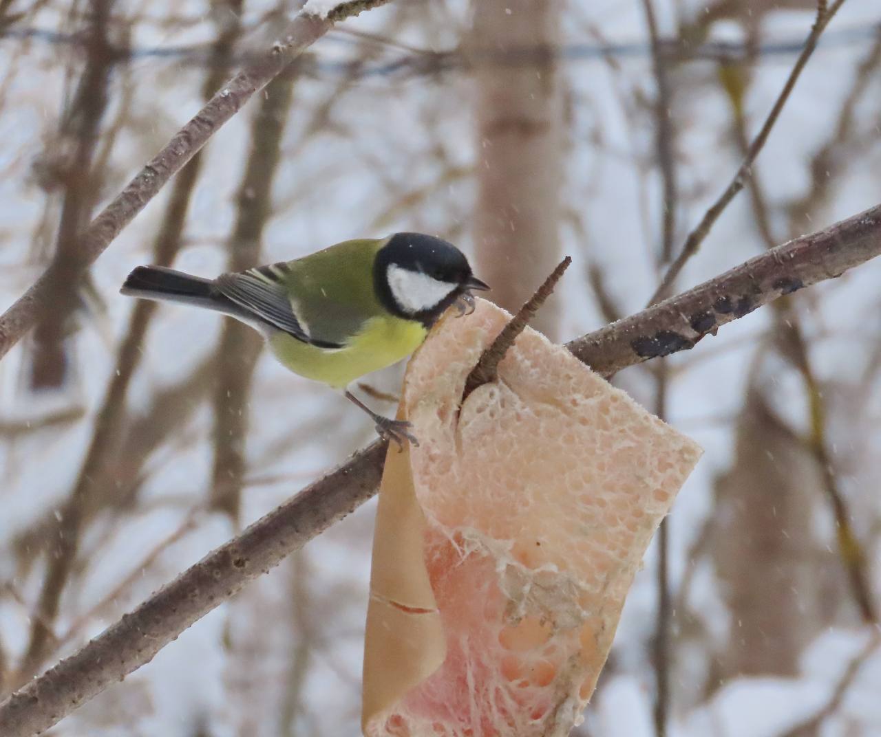 В Йошкар-Оле в сквере имени А.С. Пушкина появились кормушки для птиц В Йошкар-Оле в сквере имени А.С. Пушкина появились кормушки для птиц