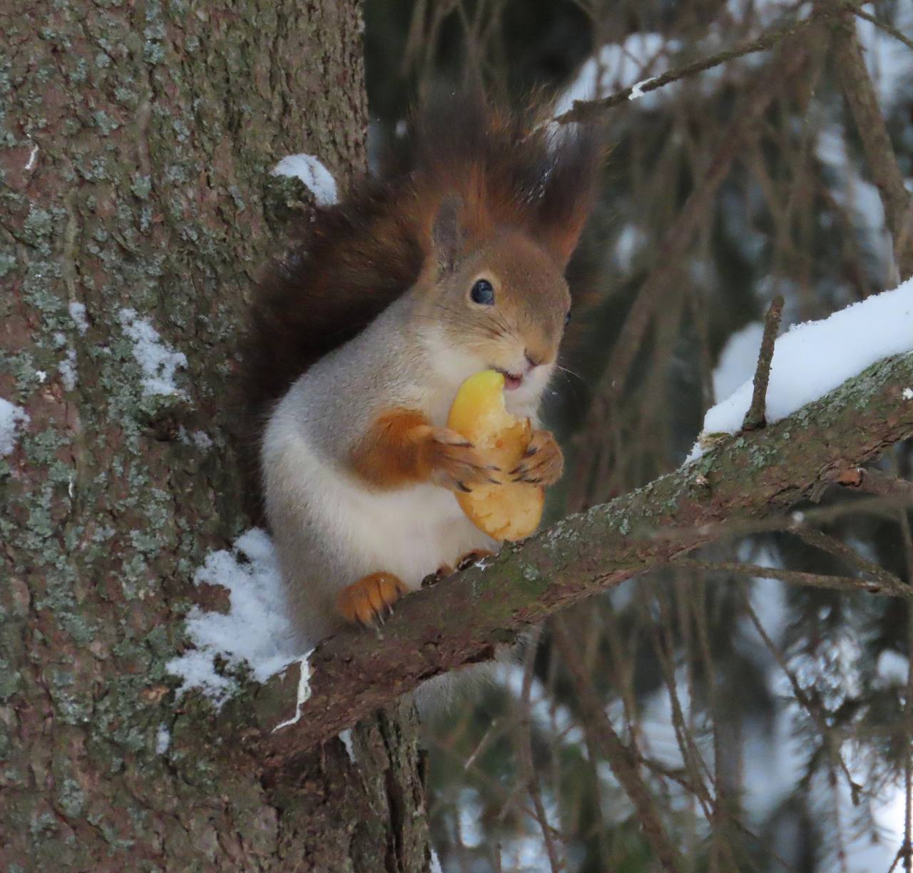 В Йошкар-Оле в сквере имени А.С. Пушкина появились кормушки для птиц В Йошкар-Оле в сквере имени А.С. Пушкина появились кормушки для птиц