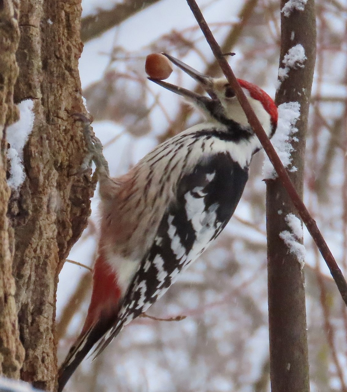 В Йошкар-Оле сквер имени А.С. Пушкина пополнился кормушками для птиц В Йошкар-Оле сквер имени А.С. Пушкина пополнился кормушками для птиц