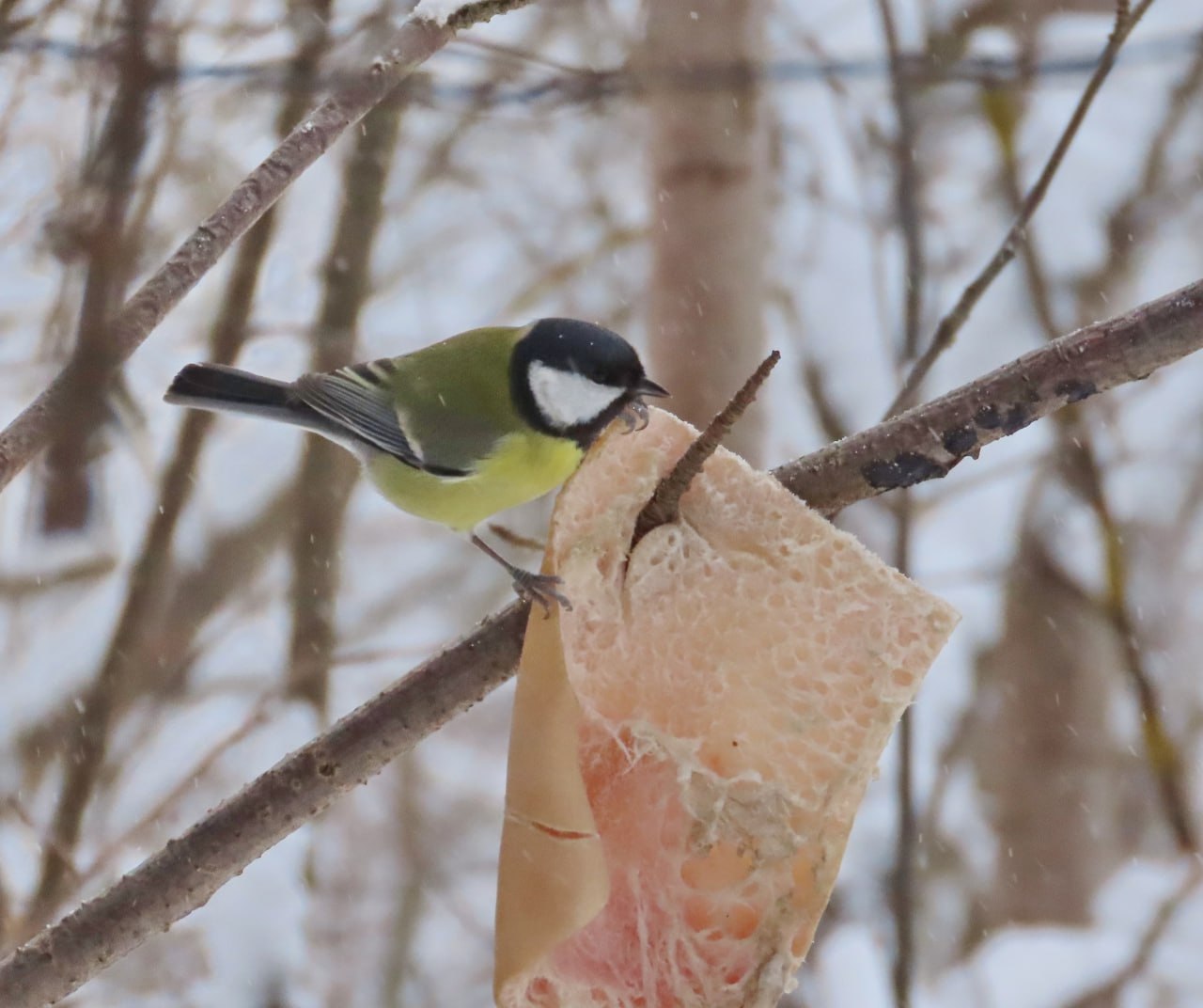 В Йошкар-Оле сквер имени А.С. Пушкина пополнился кормушками для птиц