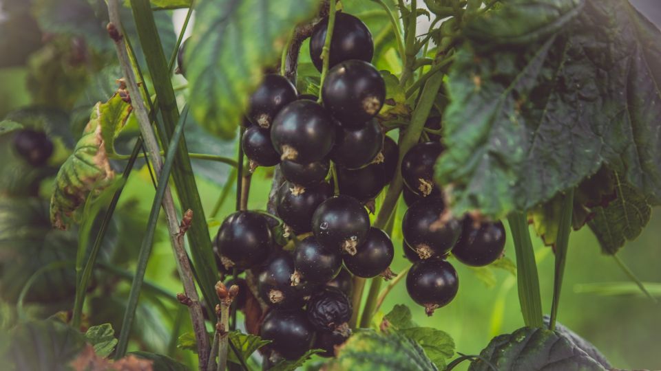 ������ ��������� ����� ���� ���������: ����� ������ �� ����� �������