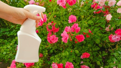 ���� �� ��� ������ ���� ����������� ������: ��������� ������ ��� �� ����