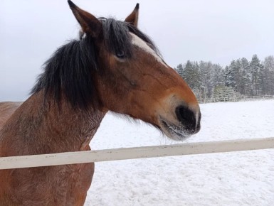 � ����� �� ������ ���������� ������