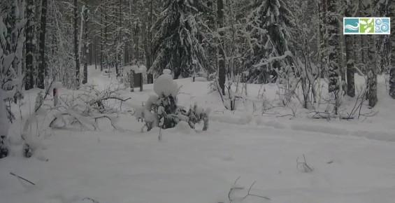 � ������������ ����� ������ ����� ����������� ����������� �����-������ � �����