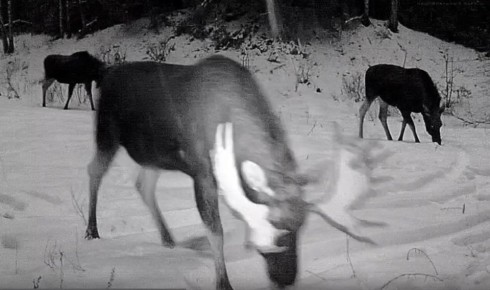 В лесах Марий Эл в фотоловушку угодила семья лосей