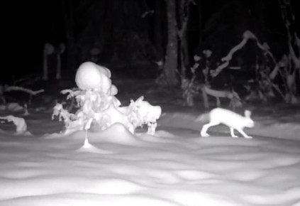 В нацпарке «Марий Чодра» фотоловушка зафиксировала сразу двух лесных жителей — грациозного волка и осторожного зайца-беляка