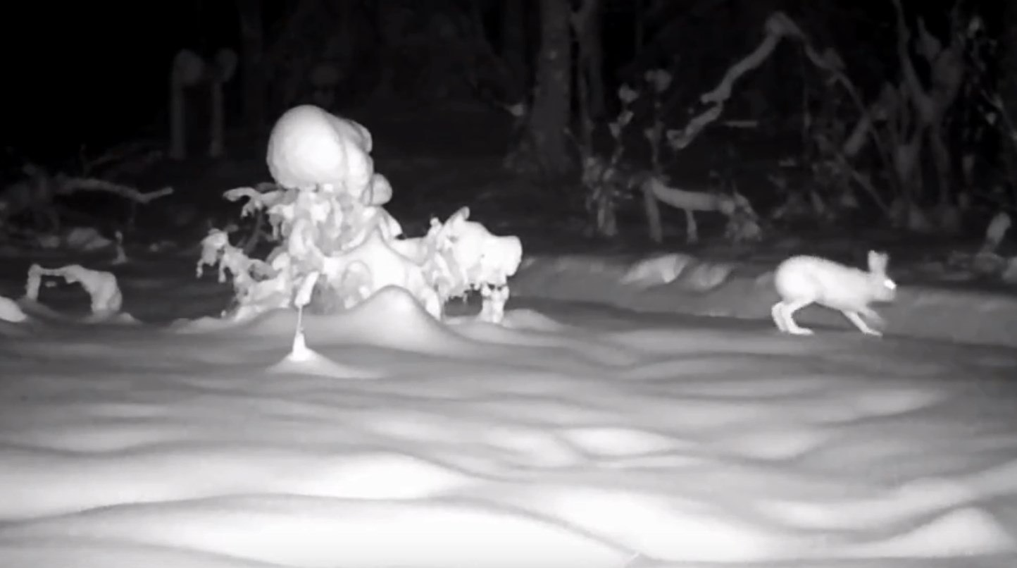 Дикие животные в Марий Эл случайно разыграли сюжет из известной песни