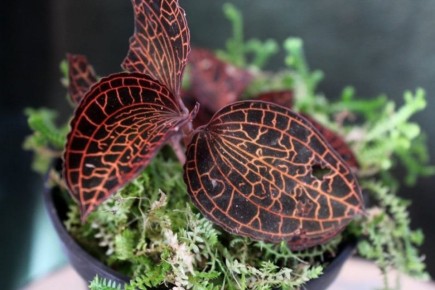 ����������� �������: ��� ����� ��������� ������� ������� ��� ��������