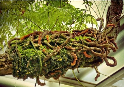 ��������: ������������ ����������, ������� ���������� ����