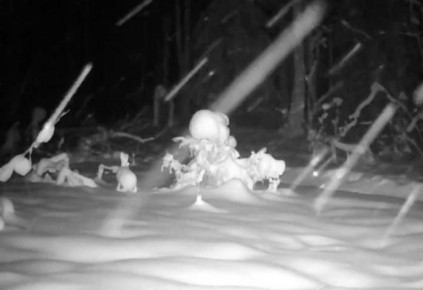 В национальном парке Марий Чодра в объектив фотоловушки попал заяц