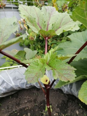 ������� ��� ���������: ��������� ���������� �� ����