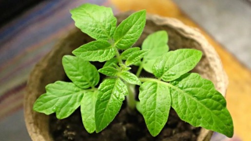 ��� ��������� ������� ������� �������: ������� ������