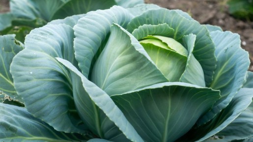 ������� ������ ���������� � �������� �������: ������ �������� ��� � ����� � �������