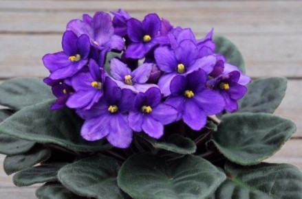 ������ ���� ������ ������������ ������