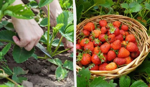 �������� ��������: ������� ����������� �����