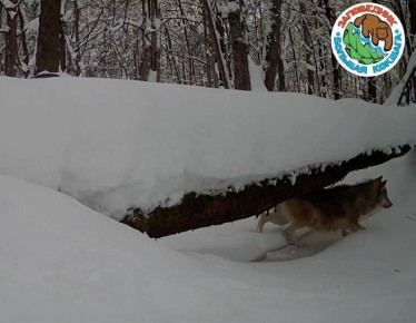В заповеднике Большая Кокшага фотоловушка запечатлела целую волчью стаю, демонстрирующую всю грацию своих движений