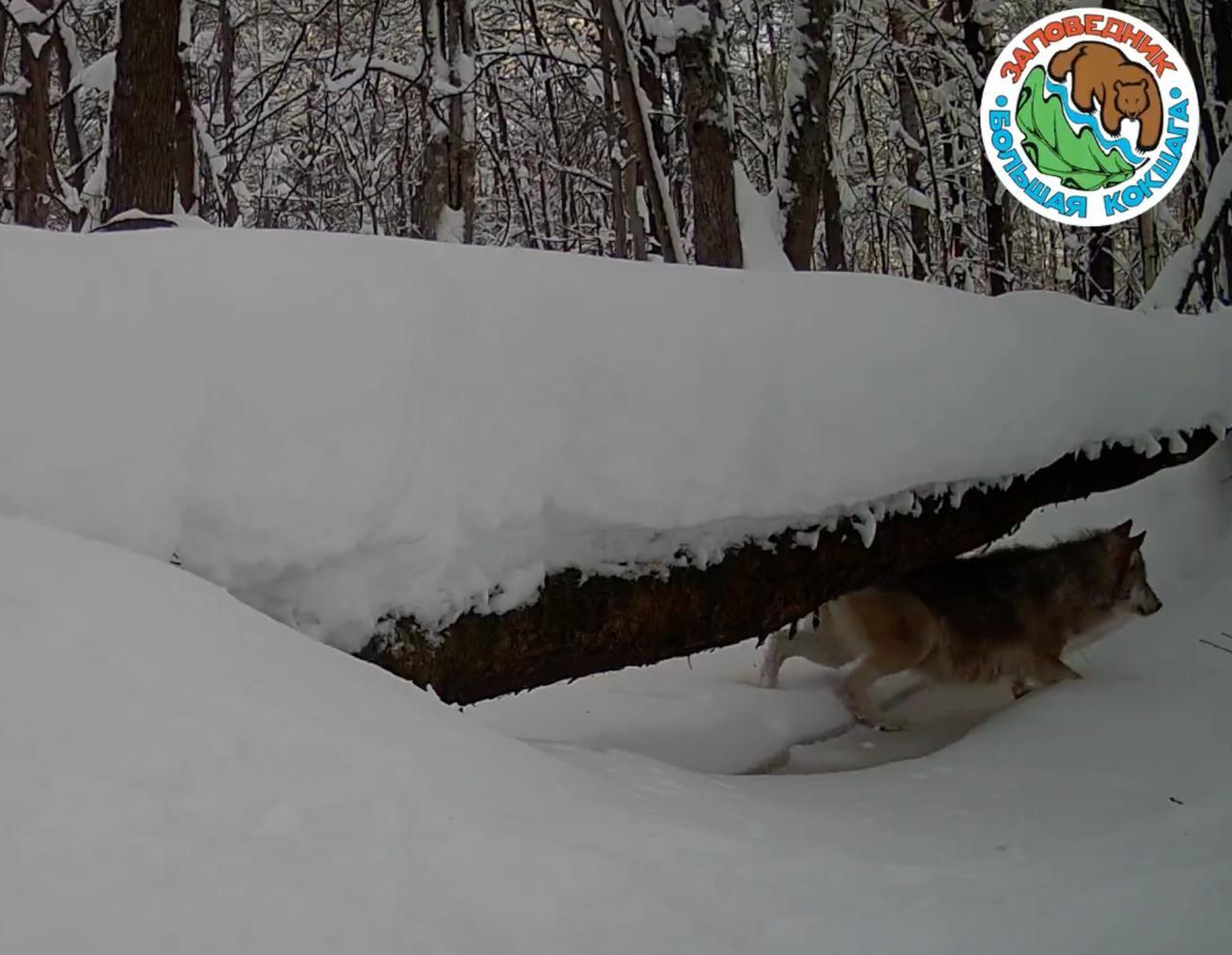 В заповеднике Большая Кокшага фотоловушка запечатлела целую волчью стаю, демонстрирующую всю грацию своих движений