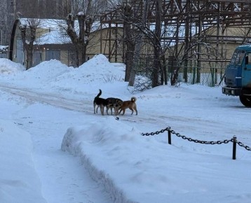 ���������� �������� ����������� ����������� ������������ �������� �� ����� ����� � ������� � ���� ��������� ����� � �������