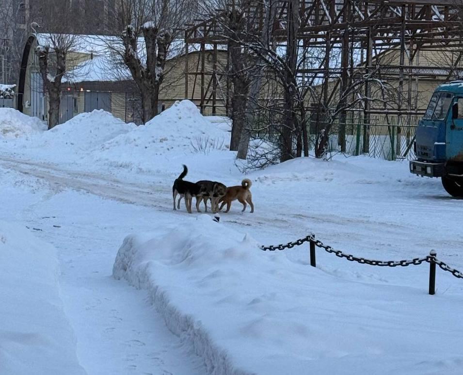Сотрудники Волжской межрайонной прокуратуры организовали проверку по факту поста в соцсети о стае бездомных собак в Волжске