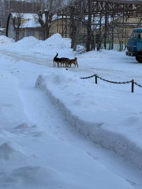 �������� ����������� ����������� ������������ �������� �� ����� ���������� � ���� �������� � ������� ��������� ����� �� ��. ���������� �. ������