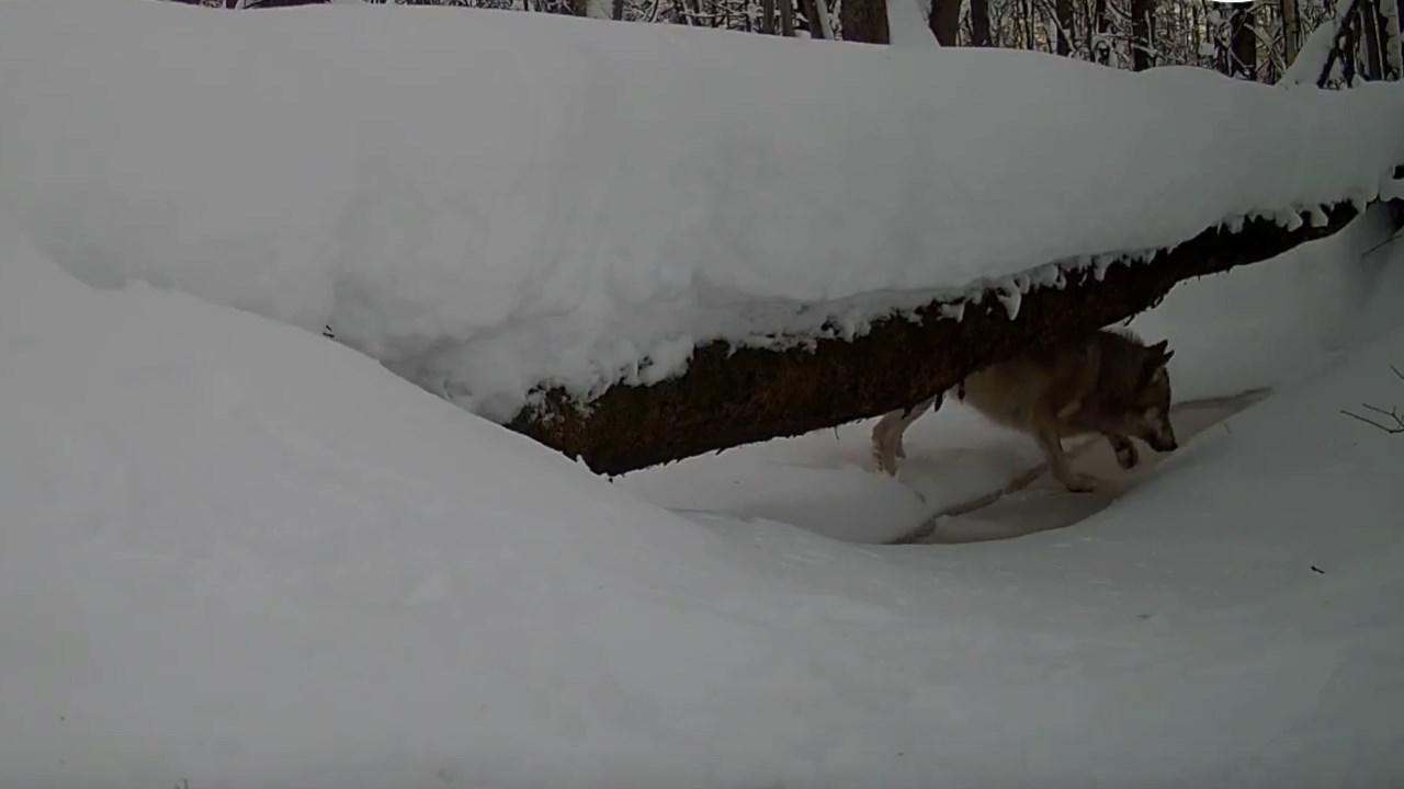 На замёрзшей реке в Марий Эл заметили стаю волков
