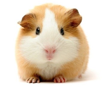 Как выбрать между морской свинкой и хомячком для вашего ребенка