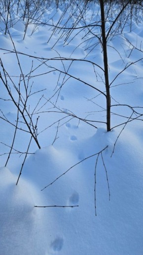 В Марий Эл начались зимние маршрутные учеты: до 15 марта охотоведы и егеря подсчитают, сколько диких животных обитает в лесах