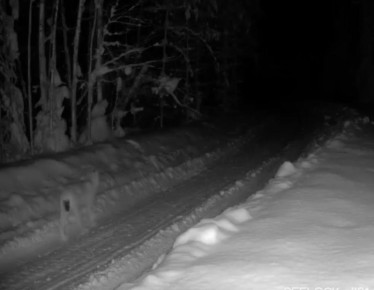 В объектив фотоловушки, установленной в заповеднике «Большая Кокшага», попала рысь, совершающая свой ночной обход