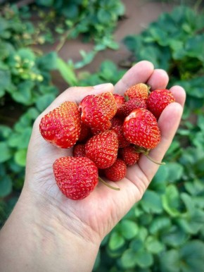 ���������� ���������, ������� ����� �����������