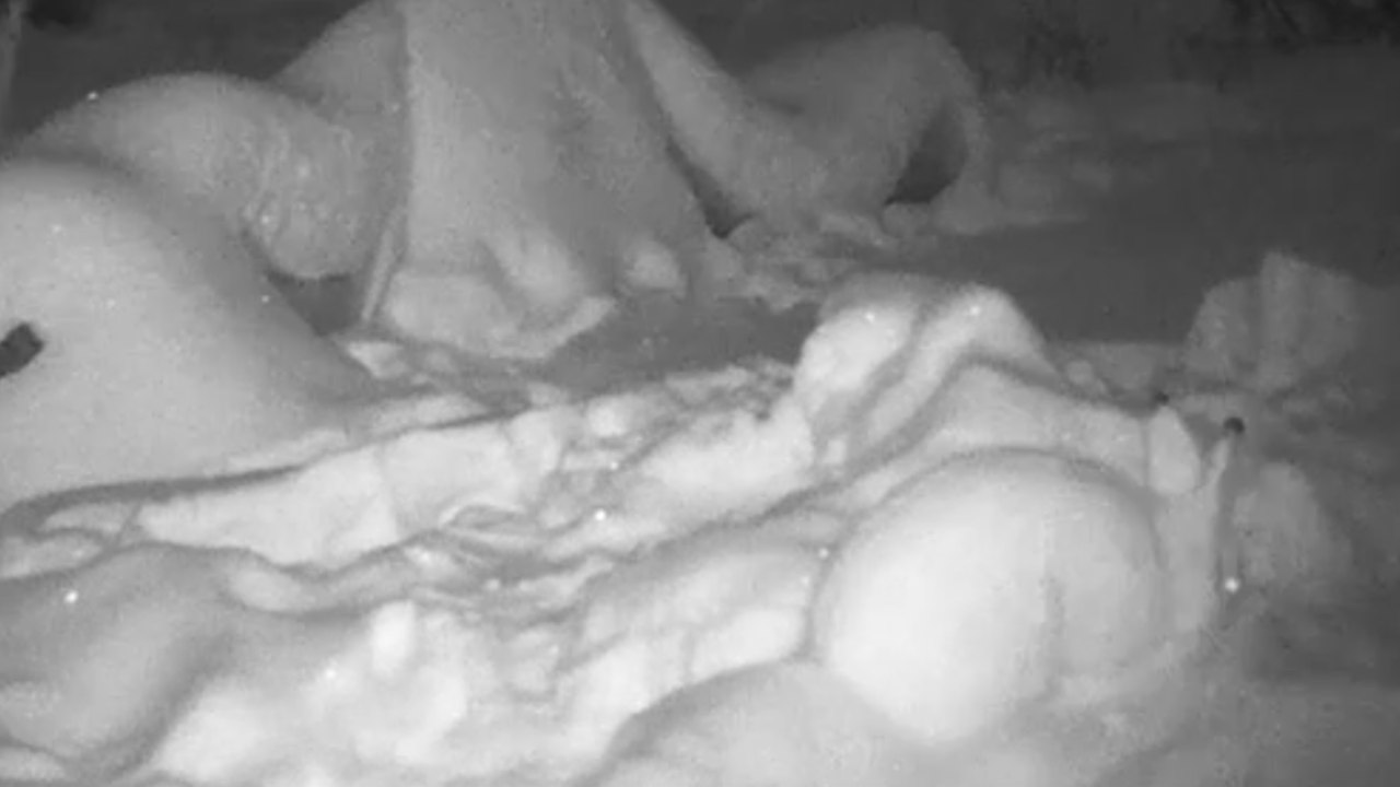 В Марий Эл заяц замаскировался под снег и полез в огород за розами