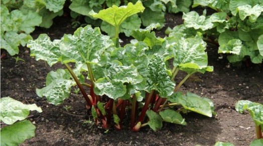 ������� �� ������: ��� ����������� ������� ���������