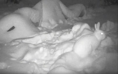 � ����� �� ����������� ����������� �����-������, ���������������� ��������� ������ � ����������