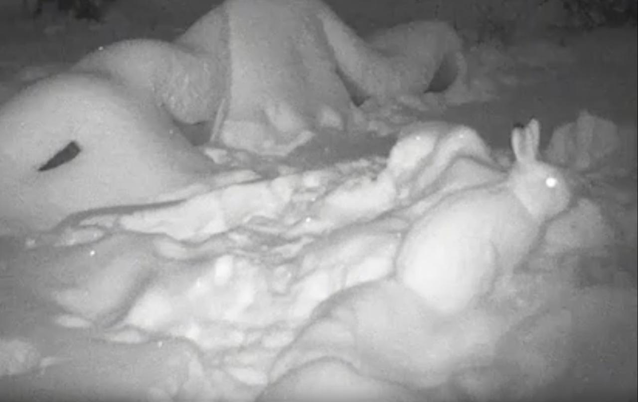 В Марий Эл фотоловушки запечатлела зайца-беляка, демонстрирующего настоящий талант к маскировке